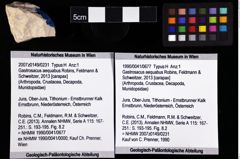 Foto (Objket + Etiketten) von Gastrosacus aequabus (Robins, Feldmann & Schweitzer, 2013) 